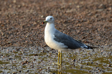 Fototapeta premium Японское море, чайка на берегу