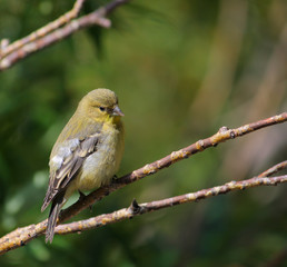 Lesser Goldfinch on a Branch 