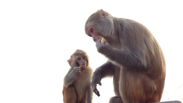 Monkey-mother and monkey-child on white background