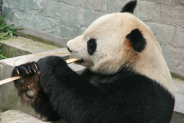 giant panda in protection and research center of Yaan, Bifengxia base,china