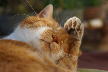毛づくろいをする茶猫