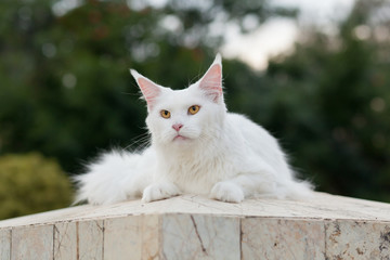 white maine coon cat female seats 