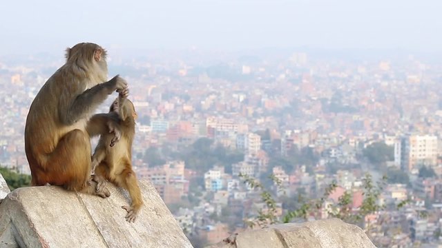 Monkeys on the background of the city. The view from the hill