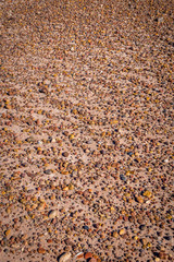 Petrified Forest landscapes.