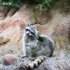 Captive Raccoon sitting and scratching its head. Palo Alto Junior Zoo, Santa Clara County, California, USA 