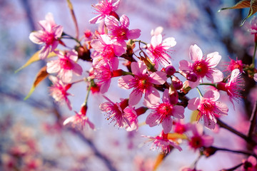 Wild himalayan cherry flower with filter effect retro vintage st