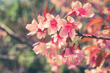 Wild himalayan cherry flower with filter effect retro vintage st