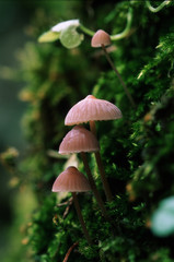 Fungo, Mycena