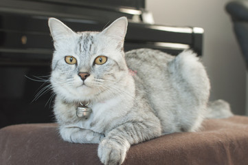 Cat sit on chair in living room with piano and lazy chair background