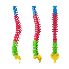 Human Spine Anatomy