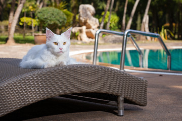 white maine coon cat female lays on sun bed nearby swimming pool