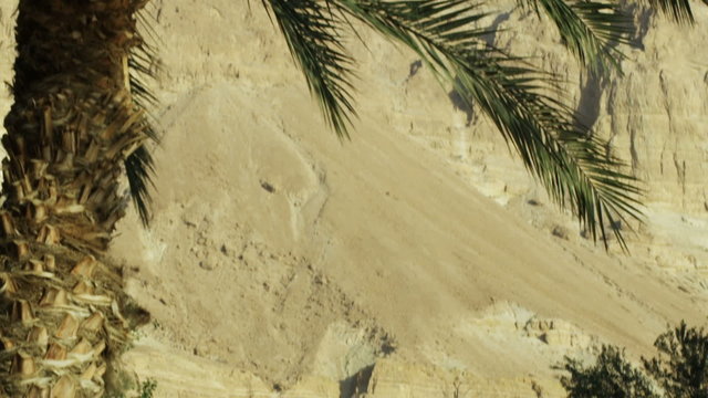 Royalty Free Stock Video Footage of Ein Gedi palm trees shot in Israel at 4k with Red.