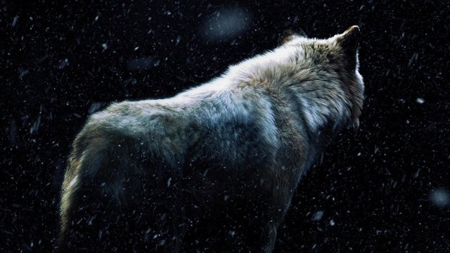 Wolf In Dark Forest With Snow Falling