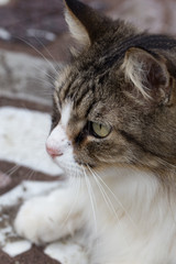 Macro closeup profile of white and tabby domestic longhair cat's face and paws, looking into the distance, outdoors in daylight