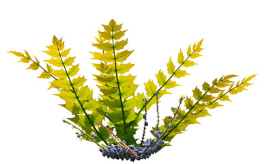 Hollyleaved barberry Leaf