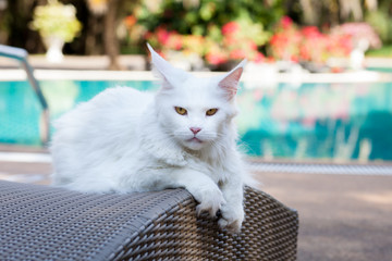 white maine coon cat female lays on sun bed nearby swimming pool