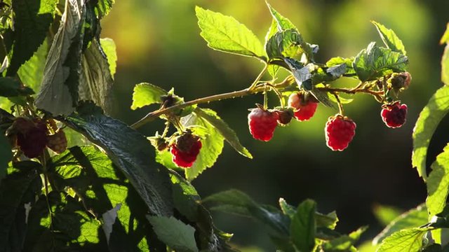 Close up of ripe raspberries on their bush