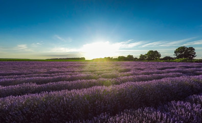 Fototapeta na wymiar Sunset over beautiful lavender field, aerial view