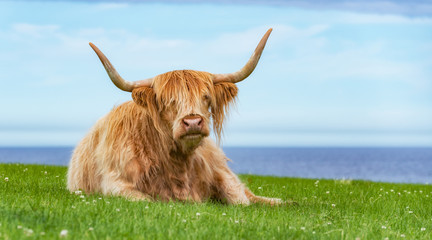 Schottische Hochlandrind, Highland Cattle (Kyloe)
