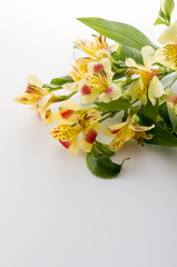 アルストメリア