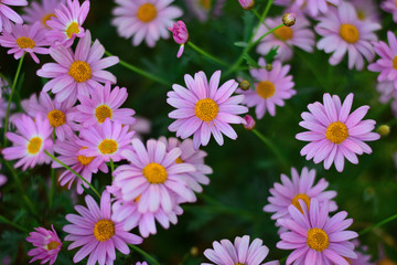Background of Asters