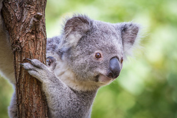 Koala in de boom