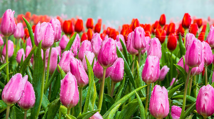 Tulips