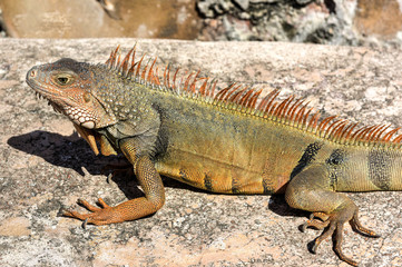 Iguana in El Morro - San Juan, Puerto Rico