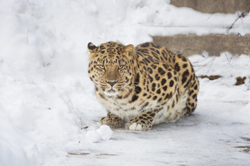 Амурский леопард