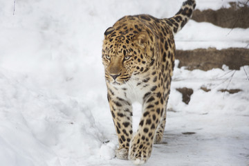 Амурский леопард