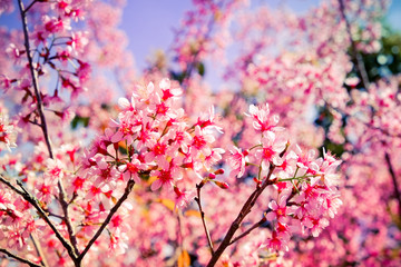 Wild himalayan cherry flower with filter effect retro vintage st
