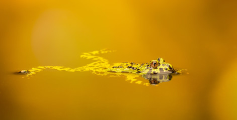 relax.
A fire bellied toad relaxing in a golden pond
