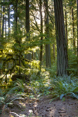 Old Growth Rainforest, Cathedral Grove, Vancouver Island