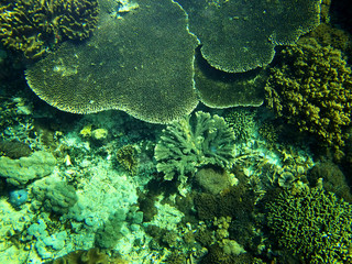 Coral Sea, Bali, Indonesia