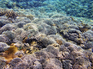 Coral Sea, Bali, Indonesia