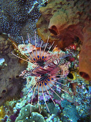 Spot-fin lionfish, Pterois antennata,Coral Sea, Bali, Indonesia