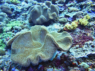 Coral Sea, Bali, Indonesia