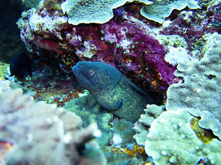 moray, Coral Sea, Bali, Indonesia