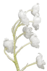 clochettes blanches du muguet de mai sur fond blanc