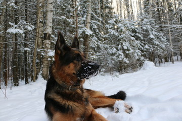 Собака овчарка, лежащая на снегу в зимнем лесу