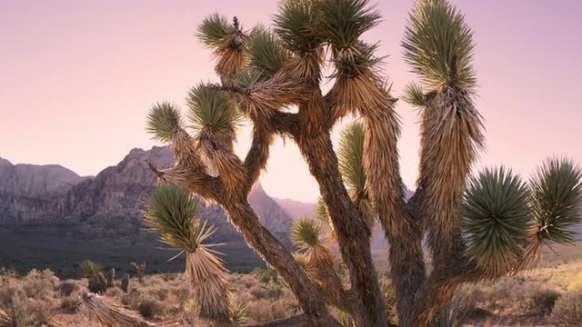 Time lapse of desert dusk falling over joshua tree and distant mountain