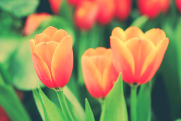 Fototapeta premium Beautiful bouquet of tulips with filter effect retro vintage sty