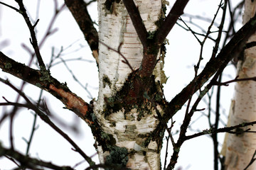 birch tree winter