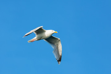 Herring gull flies at the blue sky