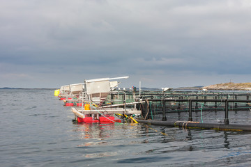 Fish farming in cages at sea