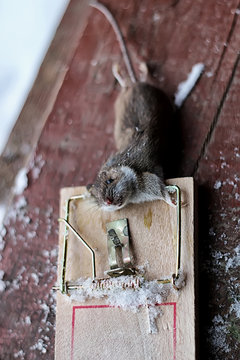mouse in a mousetrap