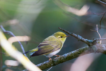 Wood Warbler on a branch