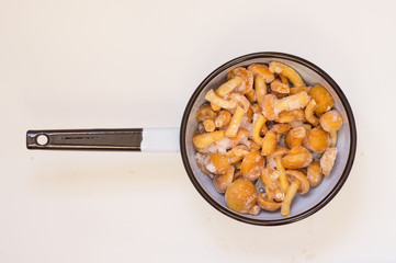 Mushrooms frozen armillaria