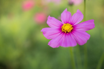 Fototapeta premium Cosmos bipinnatus cloroful flowers garden in spring