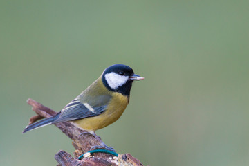 Obraz premium Kohlmeise